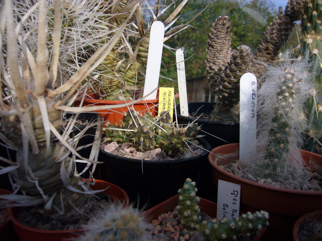 Austrocylindropuntia Vestita